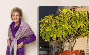 Biggi´s – All Age – Best Age Blog – Weihnachtspakete auf dem Balkon!